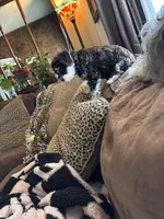 Cocoa, a female Miniature Schnauzer for sale in Denton, TX – Photo 9 of 10