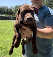 Nadine, a female American Pit Bull Terrier for sale in North Dartmouth, MA – 2 of 9