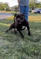 Flex, a male American Pit Bull Terrier for sale in North Dartmouth, MA – 8 of 9