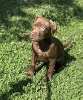 Power, a male American Pit Bull Terrier for sale in North Dartmouth, MA – 4 of 8