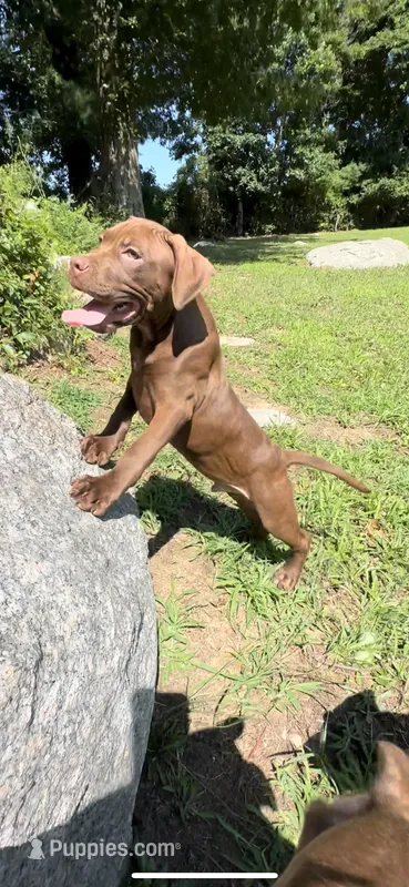 Power – American Pit Bull Terrier puppy for sale in North Dartmouth, MA