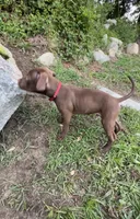 Flex, a male American Pit Bull Terrier for sale in North Dartmouth, MA – 3 of 9