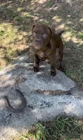 Power, a male American Pit Bull Terrier for sale in North Dartmouth, MA – 2 of 8