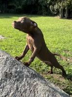Knox, a male American Pit Bull Terrier for sale in North Dartmouth, MA – 4 of 7