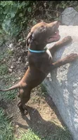 Grant, a male American Pit Bull Terrier for sale in North Dartmouth, MA – 2 of 6