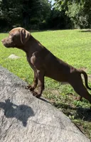 Power, a male American Pit Bull Terrier for sale in North Dartmouth, MA – 6 of 8