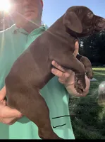 Cami, a female American Pit Bull Terrier for sale in North Dartmouth, MA – 4 of 5