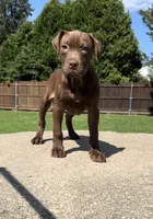 Power, a male American Pit Bull Terrier for sale in North Dartmouth, MA – 3 of 8