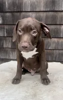 Flex, a male American Pit Bull Terrier for sale in North Dartmouth, MA – 4 of 9