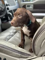 Grant, a male American Pit Bull Terrier for sale in North Dartmouth, MA – 3 of 6