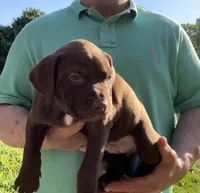 Cami, a female American Pit Bull Terrier for sale in North Dartmouth, MA – 2 of 5