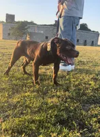 Grant, a male American Pit Bull Terrier for sale in North Dartmouth, MA – 5 of 6