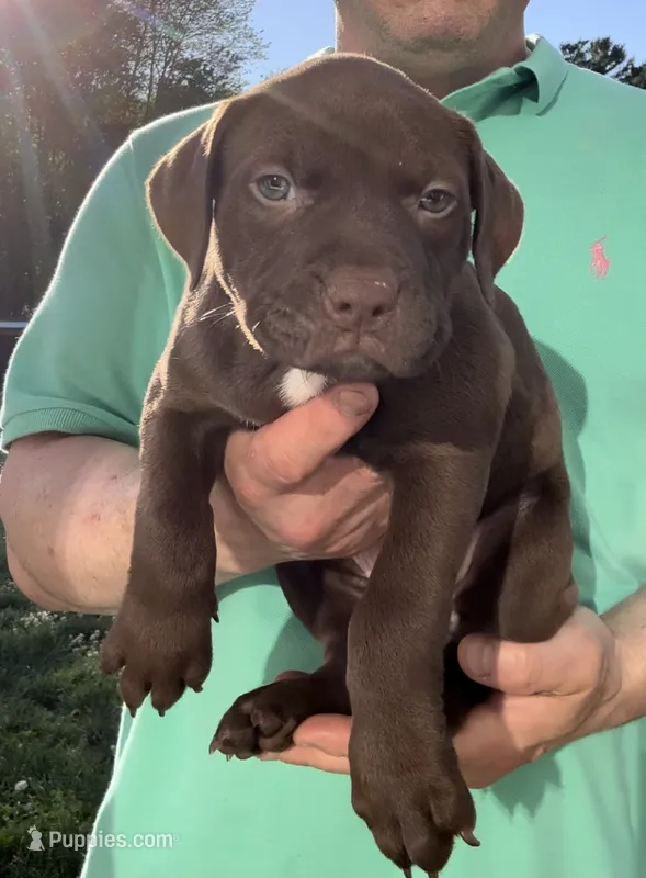 Cami – American Pit Bull Terrier puppy for sale in North Dartmouth, MA