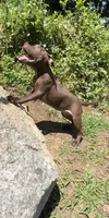 Nadine, a female American Pit Bull Terrier for sale in North Dartmouth, MA – 8 of 9