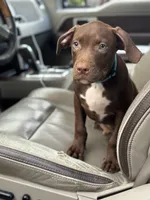 Grant, a male American Pit Bull Terrier for sale in North Dartmouth, MA – 1 of 6