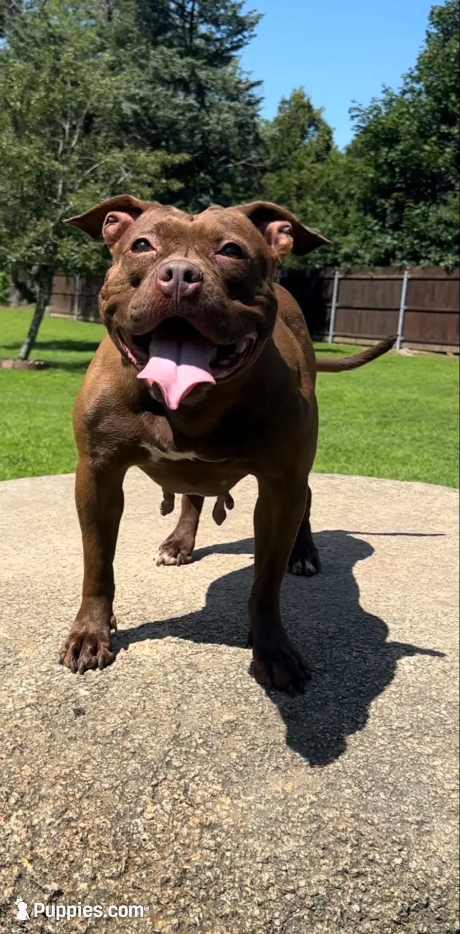 Nadine, a female American Pit Bull Terrier for sale in North Dartmouth, MA – 9 of 9