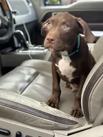 Grant, a male American Pit Bull Terrier for sale in North Dartmouth, MA – 4 of 6