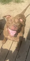 Flex, a male American Pit Bull Terrier for sale in North Dartmouth, MA – 9 of 9