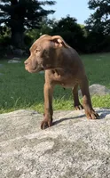 Knox, a male American Pit Bull Terrier for sale in North Dartmouth, MA – 2 of 7