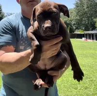 Nadine, a female American Pit Bull Terrier for sale in North Dartmouth, MA – 1 of 9