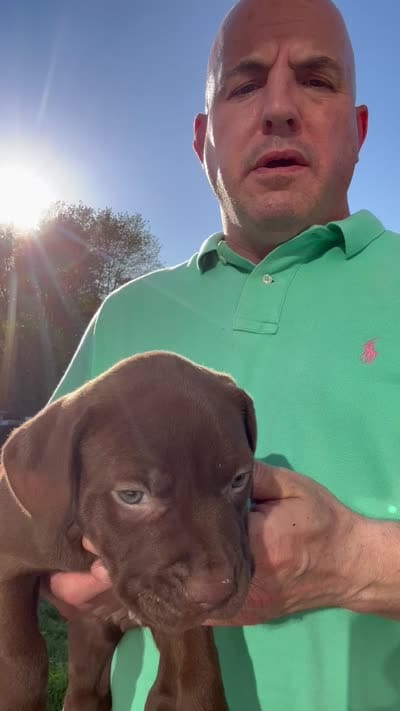 Cami, a female American Pit Bull Terrier for sale in North Dartmouth, MA – 3 of 5