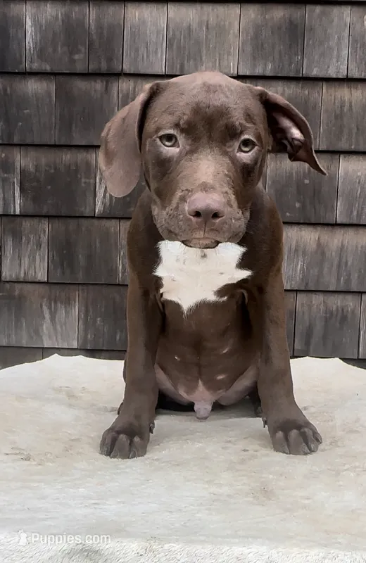 Flex – American Pit Bull Terrier puppy for sale in North Dartmouth, MA