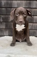 Flex, a male American Pit Bull Terrier for sale in North Dartmouth, MA – 1 of 9
