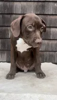 Flex, a male American Pit Bull Terrier for sale in North Dartmouth, MA – 2 of 9