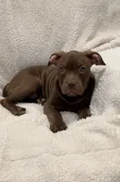 Knox, a male American Pit Bull Terrier for sale in North Dartmouth, MA – 3 of 7