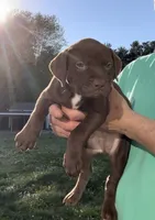 Cami, a female American Pit Bull Terrier for sale in North Dartmouth, MA – 5 of 5