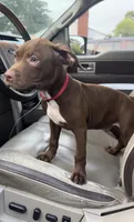 Flex, a male American Pit Bull Terrier for sale in North Dartmouth, MA – 5 of 9