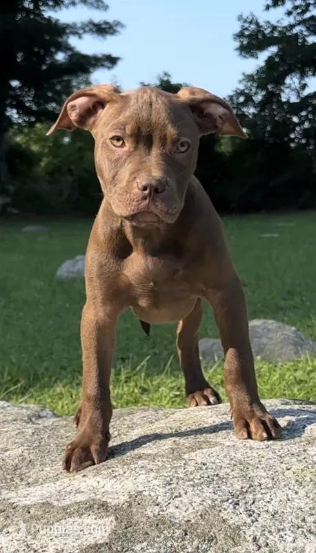 Knox – American Pit Bull Terrier puppy for sale in North Dartmouth, MA
