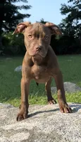 Knox, a male American Pit Bull Terrier for sale in North Dartmouth, MA – 1 of 7