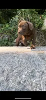 Power, a male American Pit Bull Terrier for sale in North Dartmouth, MA – 5 of 8