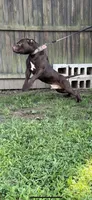 Flex, a male American Pit Bull Terrier for sale in North Dartmouth, MA – 7 of 9