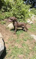 Nadine, a female American Pit Bull Terrier for sale in North Dartmouth, MA – 3 of 9