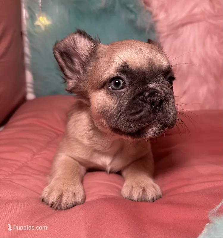 Rocky  – French Bulldog puppy for sale in Chevy Chase, MD