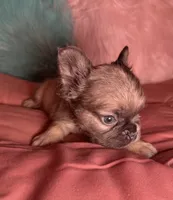  Milo, a female French Bulldog for sale in Chevy Chase, MD – 2 of 4