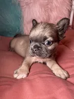 Milo, a female French Bulldog for sale in Chevy Chase, MD – 4 of 4