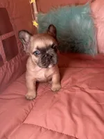 Rocky , a female French Bulldog for sale in Chevy Chase, MD – 5 of 5