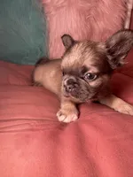 Milo, a female French Bulldog for sale in Chevy Chase, MD – 1 of 4