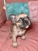 Rocky , a female French Bulldog for sale in Chevy Chase, MD – 2 of 5