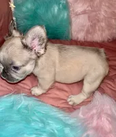 Snowy, a female French Bulldog for sale in Chevy Chase, MD – 3 of 3