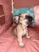 Rocky , a female French Bulldog for sale in Chevy Chase, MD – 4 of 5