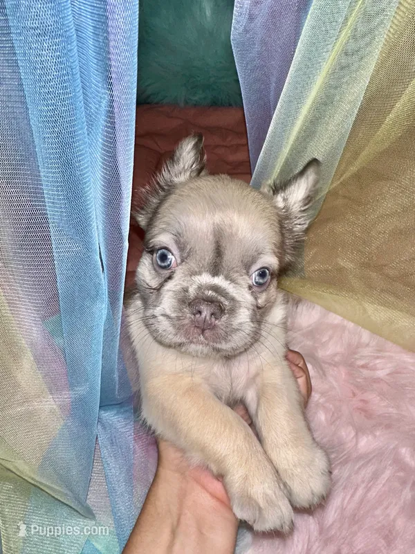 Snowy – French Bulldog puppy for sale in Chevy Chase, MD