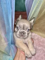 Snowy, a female French Bulldog for sale in Chevy Chase, MD – 1 of 3