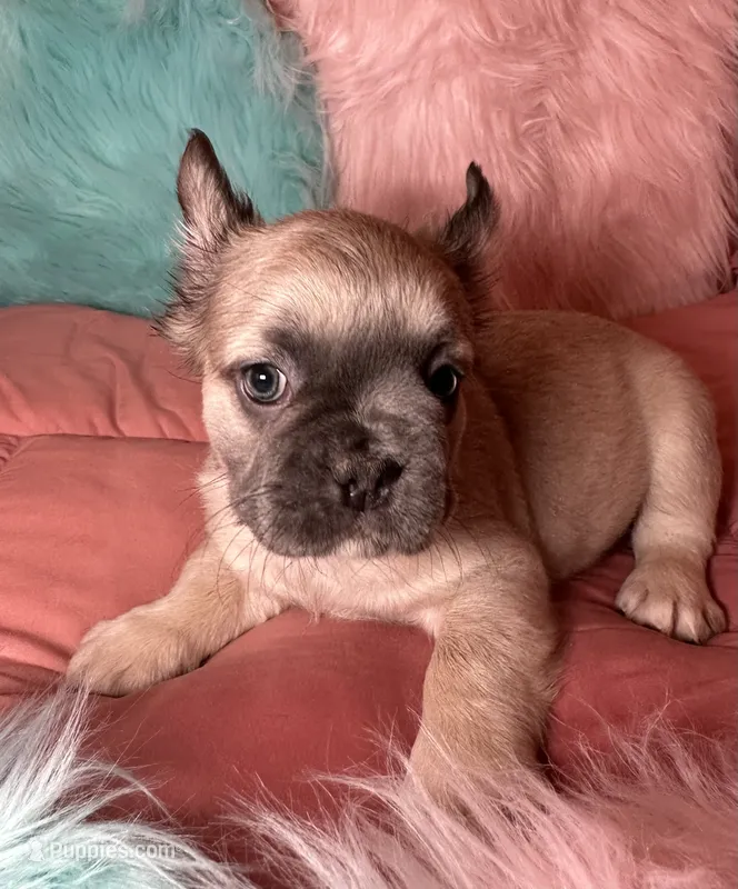   Chanel  – French Bulldog puppy for sale in Chevy Chase, MD