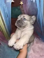 Snowy, a female French Bulldog for sale in Chevy Chase, MD – 2 of 3