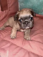Dior, a female French Bulldog for sale in Chevy Chase, MD – 4 of 4