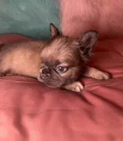  Milo, a female French Bulldog for sale in Chevy Chase, MD – 3 of 4